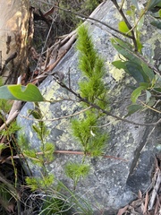 Caustis blakei