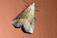 Schrankia macula