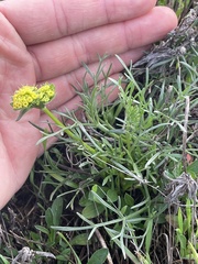Lomatium caruifolium