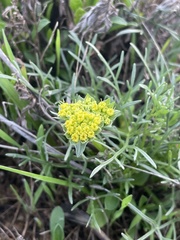 Lomatium caruifolium