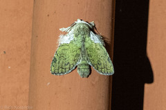 Farigia foliata