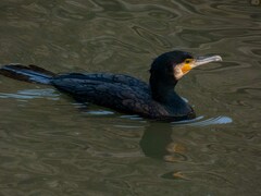 Phalacrocorax carbo