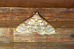Margaroniini