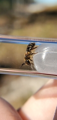 Andrena miserabilis