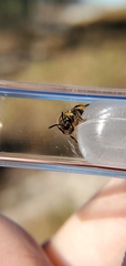 Andrena miserabilis