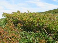 Acer tschonoskii