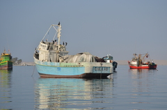 Nannopterum brasilianum