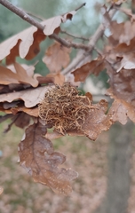 Andricus caputmedusae