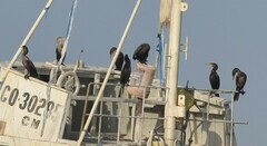 Nannopterum brasilianum