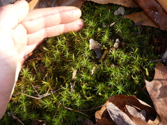 Polytrichastrum ohioense