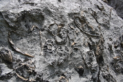 Conchodon infraliasicus