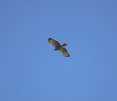 Buteo nitidus