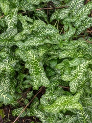 Arum italicum italicum