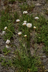 Armeria curvifolia