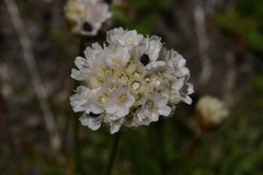 Armeria curvifolia
