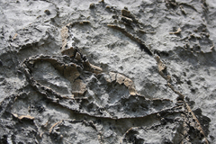 Conchodon infraliasicus
