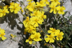 Helianthemum
