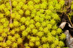 Syntrichia ruraliformis