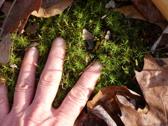 Polytrichastrum ohioense