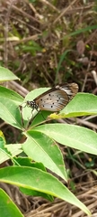 Acraea neobule