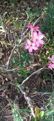 Adenium multiflorum
