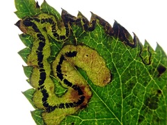 Stigmella anomalella