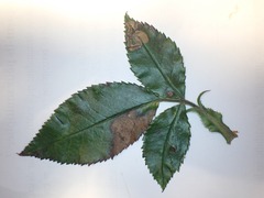 Stigmella anomalella