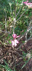Adenium multiflorum