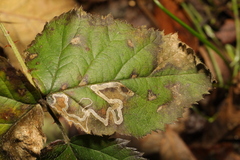 Stigmella aurella