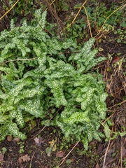 Arum italicum italicum