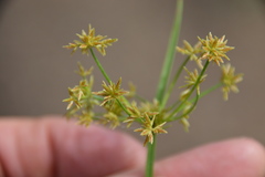 Cyperus haspan