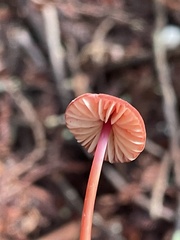 Marasmius plicatulus