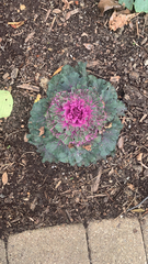 Brassica oleracea