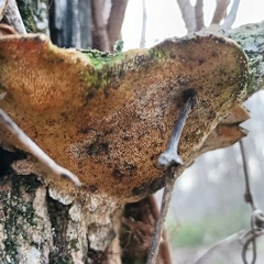 Porodaedalea