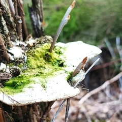 Porodaedalea