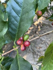 Rauvolfia tetraphylla