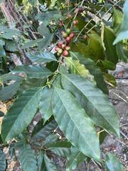 Rauvolfia tetraphylla