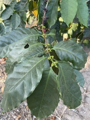 Rauvolfia tetraphylla