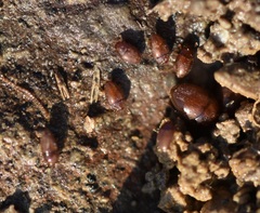 Oochrotus unicolor