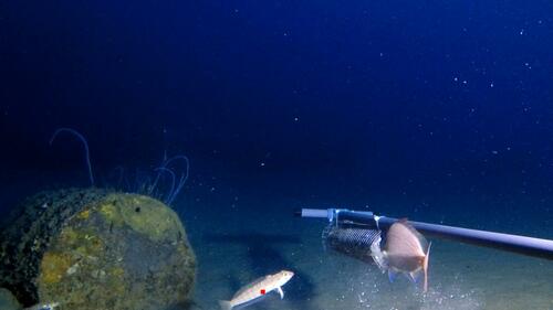 Somali sandperch (Parapercis somaliensis) — Pinguipedidae