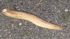 Testacella haliotidea