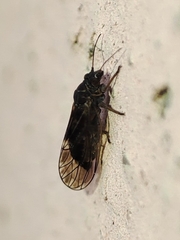 Cacopsylla