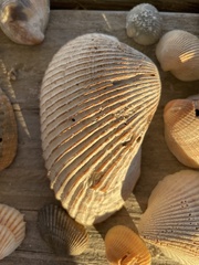 Anadara secticostata