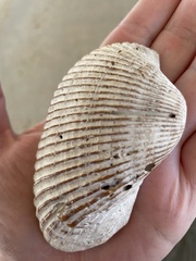 Anadara secticostata