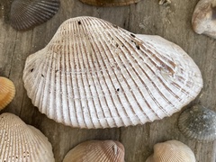 Anadara secticostata