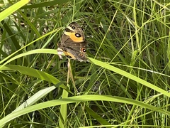 Tisiphone abeona albifascia