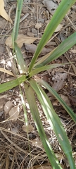 Chlorophytum comosum