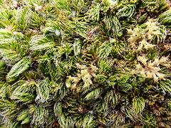 Anisotome imbricata prostrata