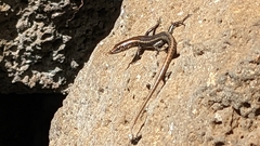 Cryptoblepharus poecilopleurus