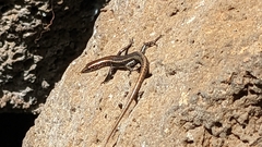 Cryptoblepharus poecilopleurus